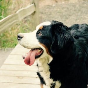 Black Brown and White Long Coat Medium Dog Near Brown Wooden Fence