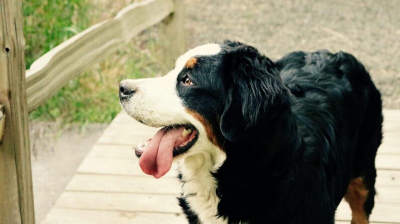 Black Brown and White Long Coat Medium Dog Near Brown Wooden Fence