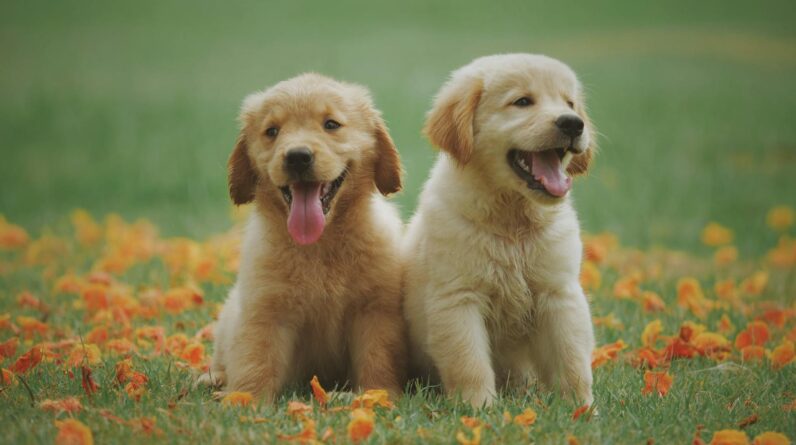 Two Yellow Labrador Retriever Puppies