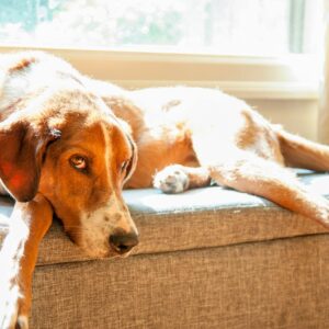 Dog Laying By The Window