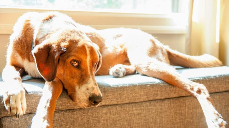 Dog Laying By The Window