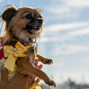 Person Holding Adult Brown Chihuahua