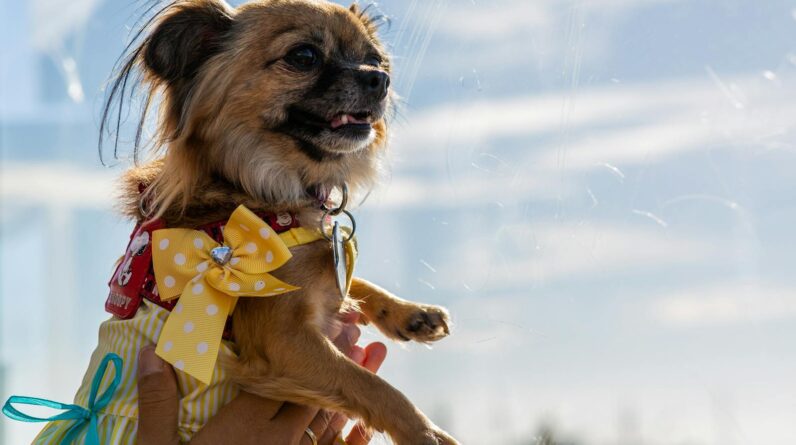 Person Holding Adult Brown Chihuahua