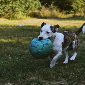 Brindle and White American Pit Bull Terrier Puppy Walking Outdoor Holding Green Ball