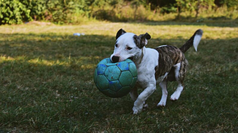 Brindle and White American Pit Bull Terrier Puppy Walking Outdoor Holding Green Ball
