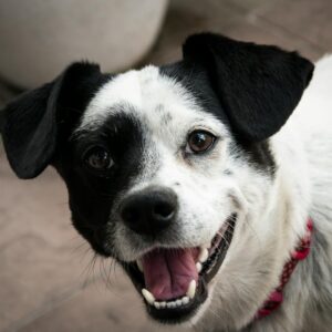 Short-coated White and Black Dog