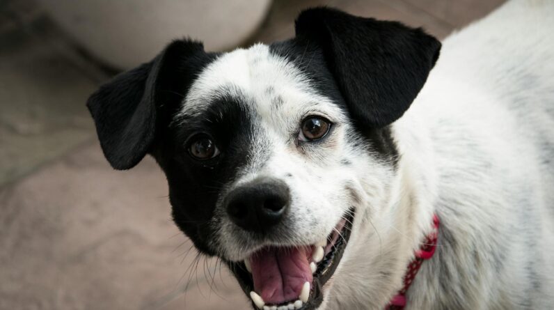 Short-coated White and Black Dog