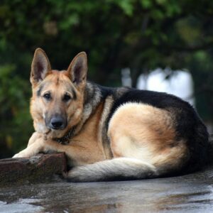 Adult Black and Brown German Shepherd Lying on Floor