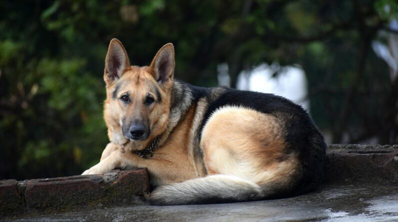 Adult Black and Brown German Shepherd Lying on Floor