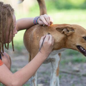 Photo of a Person in Dreadlocks taking Care of a Dog
