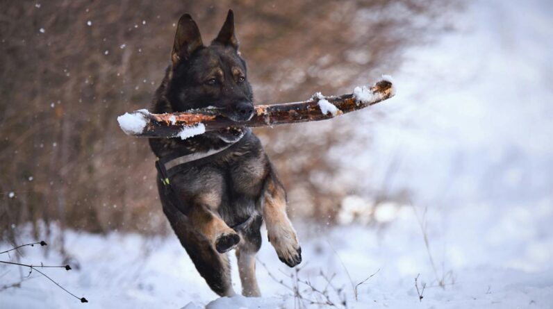 Dog Fetching