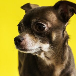 Black Chihuahua