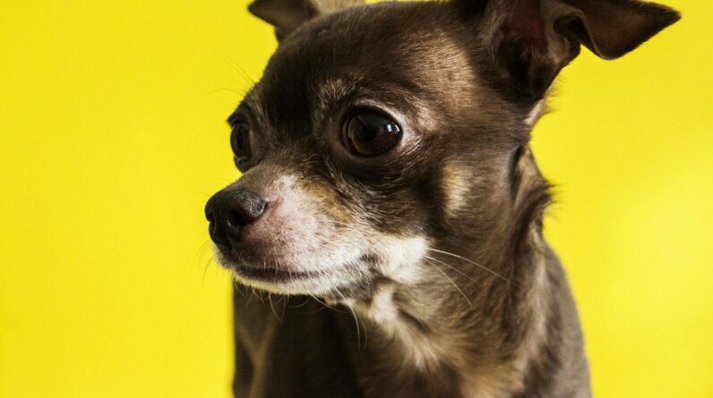 Black Chihuahua