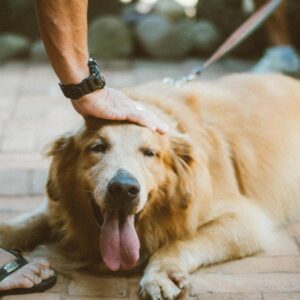 Person Touching Golden Retriever