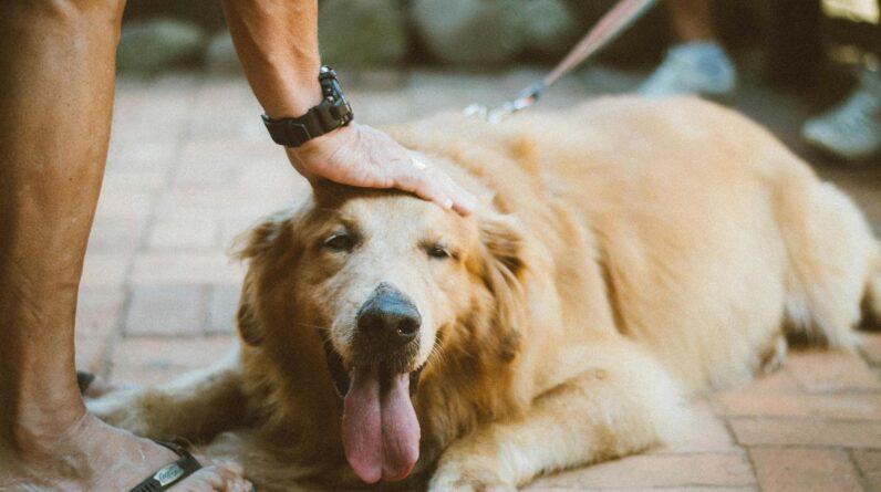 Person Touching Golden Retriever