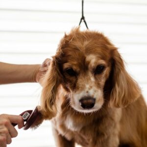 Groomer Brushing a Dog