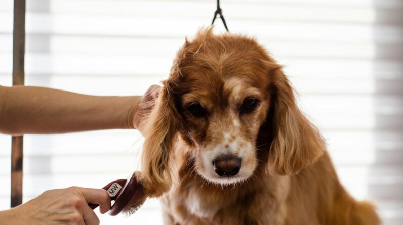 Groomer Brushing a Dog