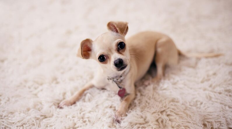 Brown Chihuahua Puppy Lying on Brown Textile