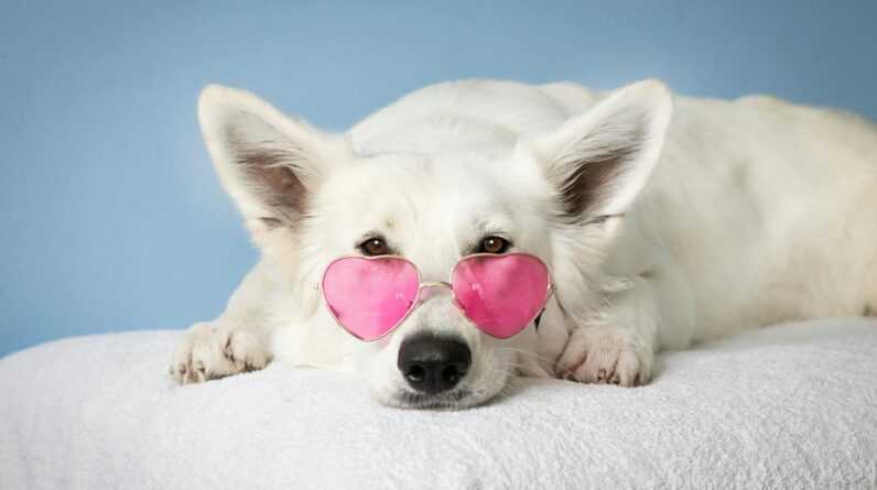 Medium Short-coated White Dog on White Textile