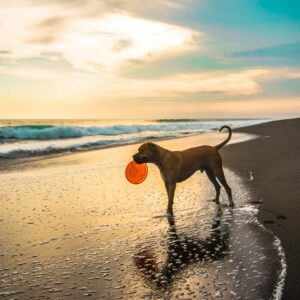 Short-coated Brown Dog on Seashore