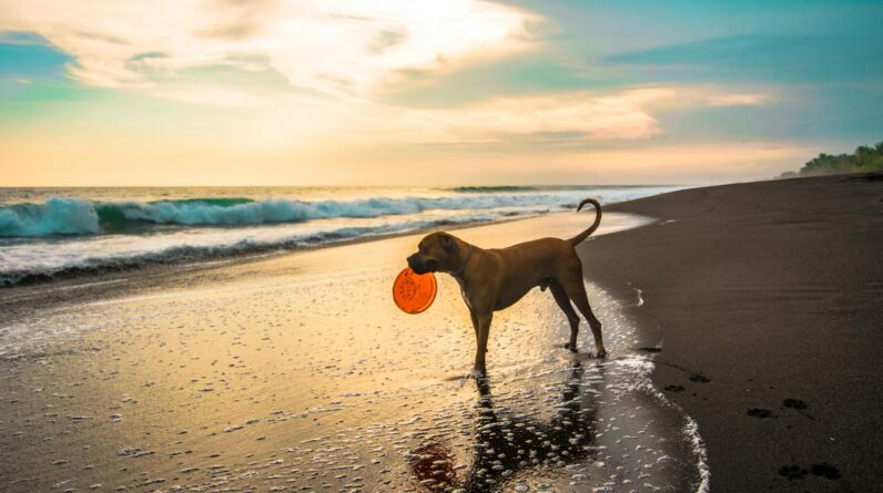 Short-coated Brown Dog on Seashore