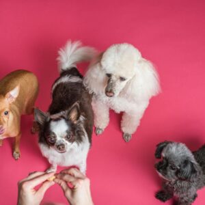 Four Dogs on Pink Background