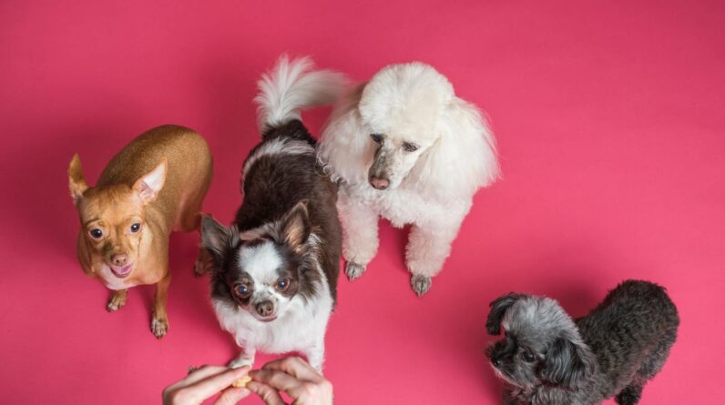 Four Dogs on Pink Background
