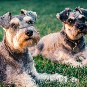 Black and Brown Miniature Schnauzer Lying on Green Grass Field