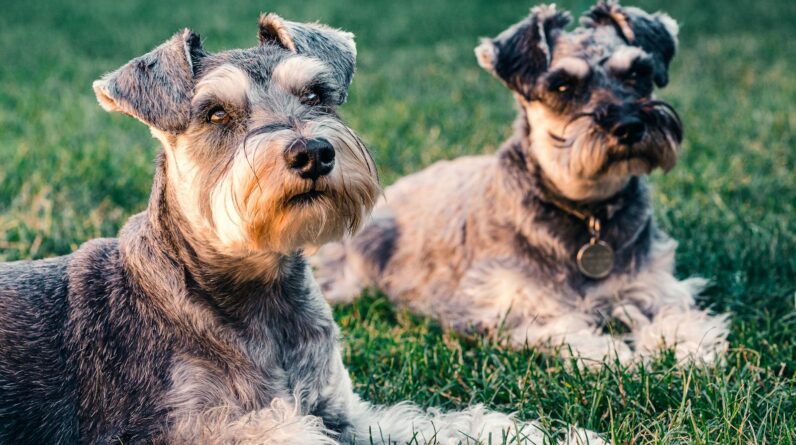 Black and Brown Miniature Schnauzer Lying on Green Grass Field
