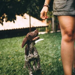 Photo of Dog and Person Walking on Grass