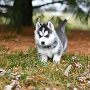 White and Black Siberian Husky Puppy on Brown Grass Field