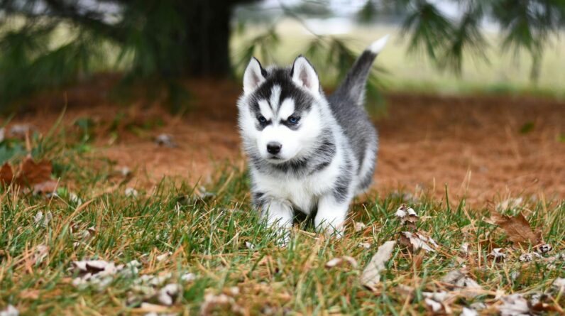 White and Black Siberian Husky Puppy on Brown Grass Field