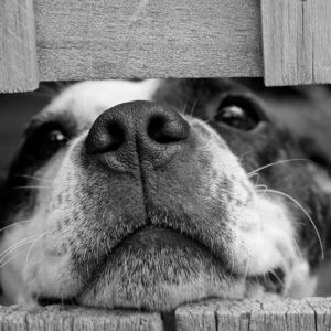 Short Coated Dog Between Wooden Boards