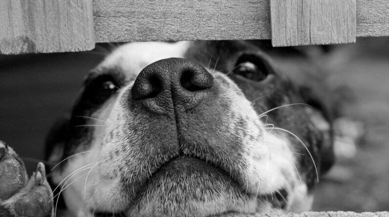 Short Coated Dog Between Wooden Boards