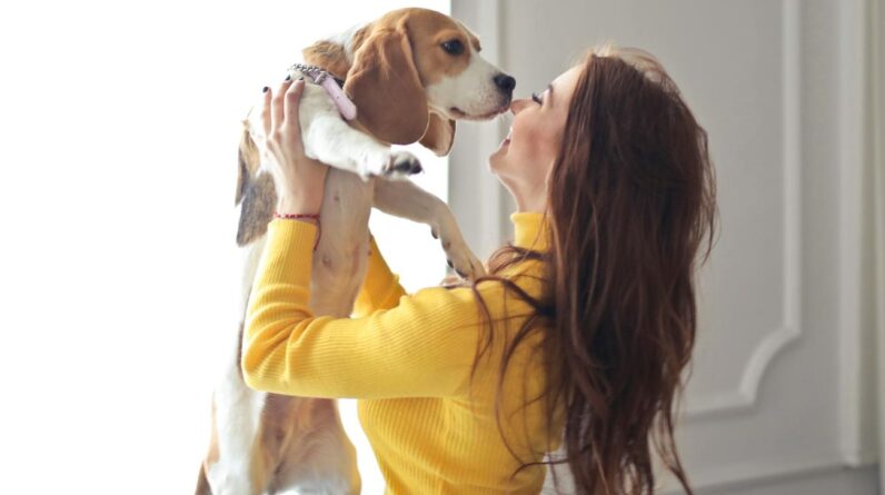 Woman in Yellow Sweater Holding Brown and White Short Coated Dog
