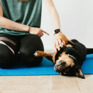 Crop unrecognizable woman training small purebred dog on yoga mat