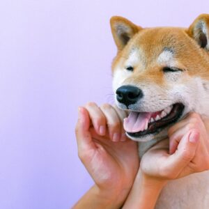 Portrait of Shiba Inu Dog