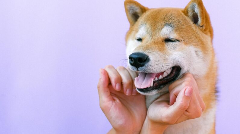 Portrait of Shiba Inu Dog