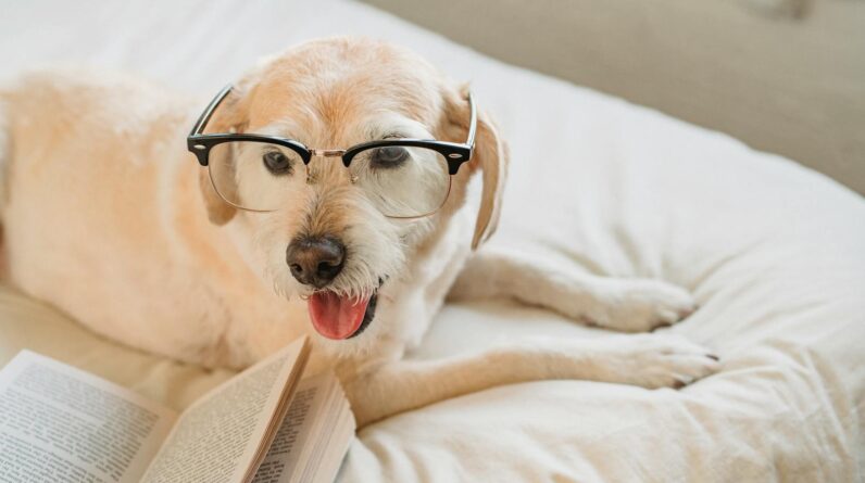 Cute Labrador Retriever in eyeglasses lying on bed with book