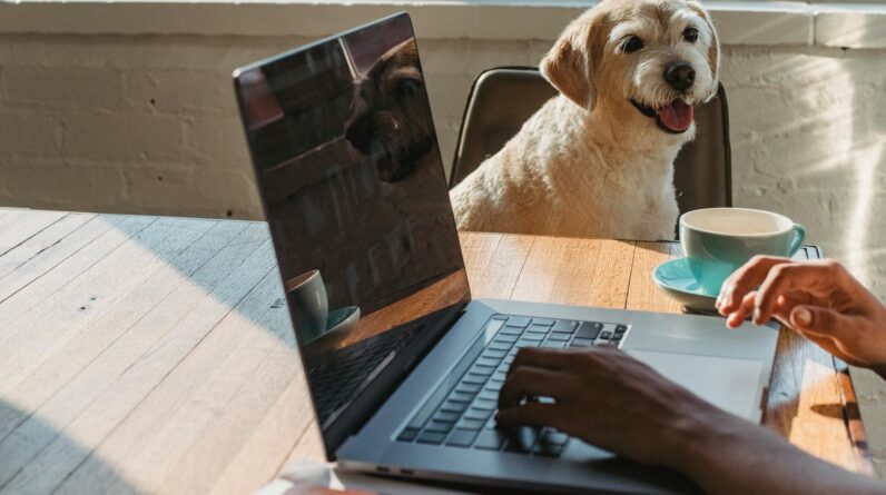 Crop anonymous young African American female freelancer using netbook and drinking coffee while sitting at table near dog