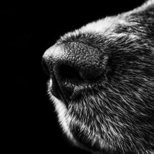 Grayscale Animal Nose