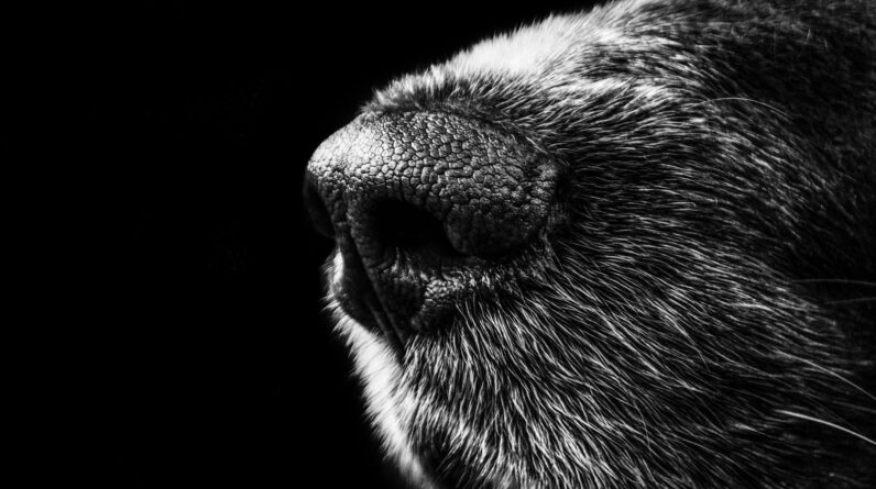 Grayscale Animal Nose