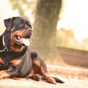 Black and Brown Short Coat Dog Lying on the Ground
