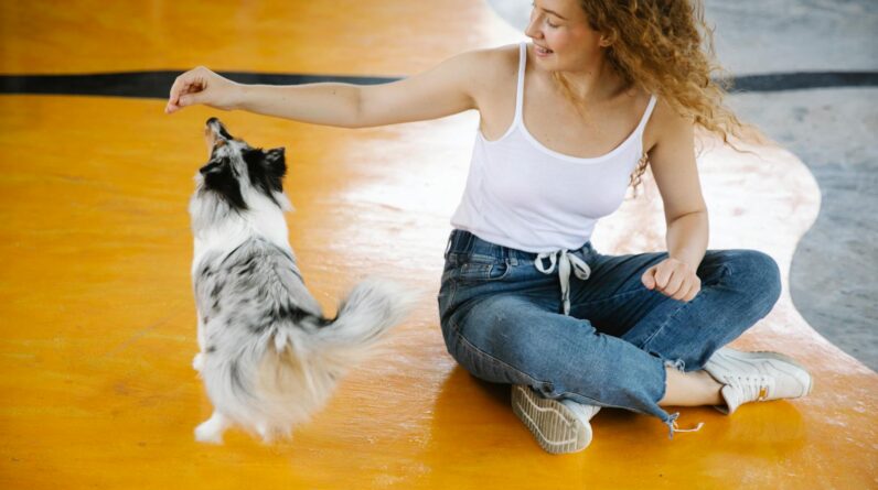 Crop female in casual clothes sitting on floor and playing with adorable shetland sheepdog while spending time in modern gym