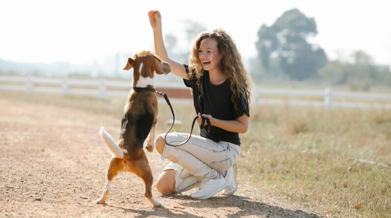 Full body optimistic young female with curly hair smiling and teaching Beagle dog beg command on sunny summer day in countryside