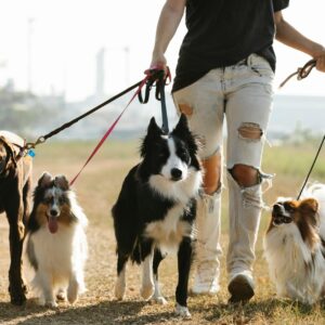 Crop anonymous female owner strolling with group of dogs of different breeds on leashes on rural road in sunny countryside