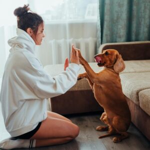 Side view of young woman in hoodie sitting on floor near sofa and playing with obedient brown Labrador while resting during free time