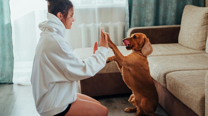 Side view of young woman in hoodie sitting on floor near sofa and playing with obedient brown Labrador while resting during free time