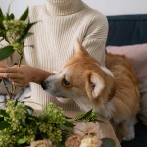 A Cute Dog Looking at the Person while Cutting the Stem of Flowers