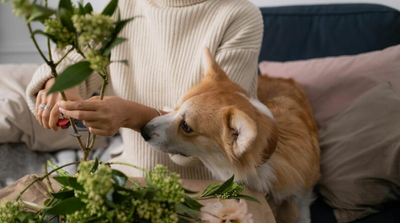 A Cute Dog Looking at the Person while Cutting the Stem of Flowers